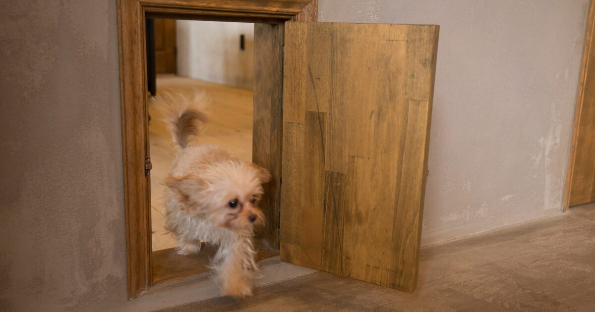 ペットも暮らしやすいお家の工夫🐶😸