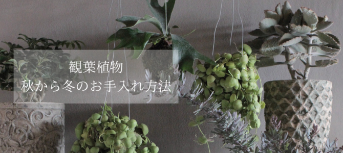 観葉植物🌳秋から冬のお手入れ方法