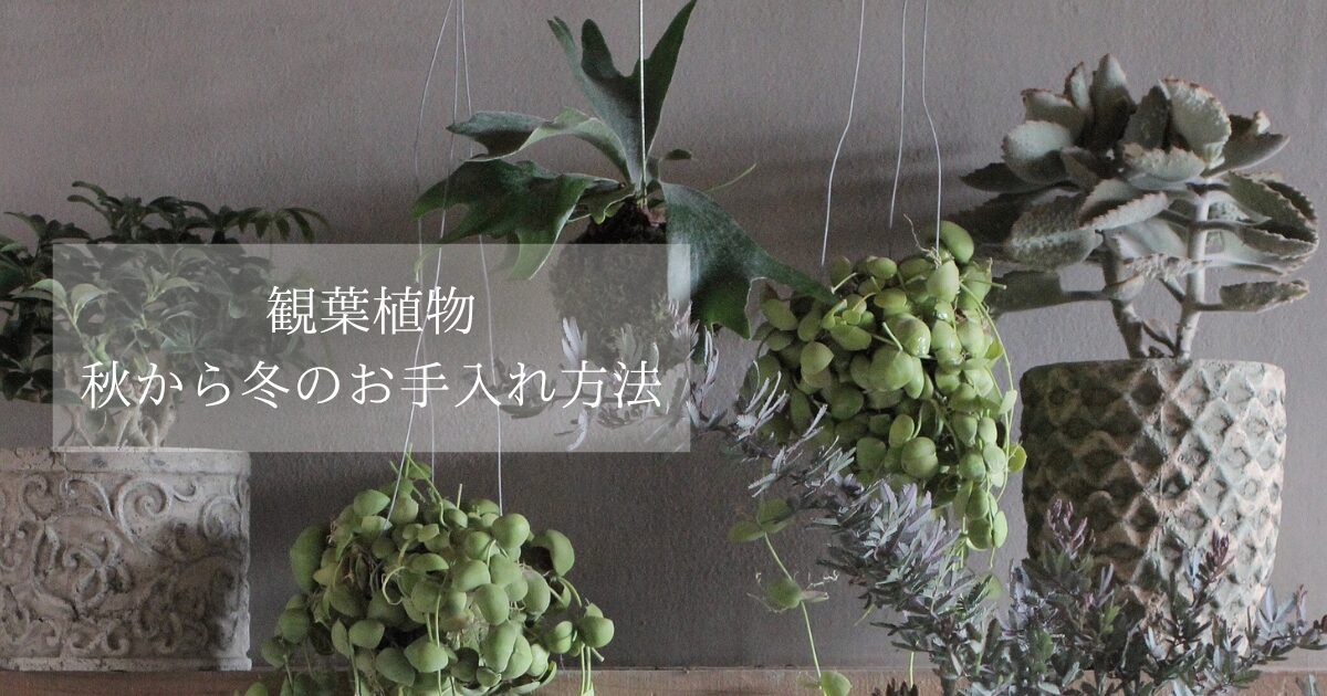 観葉植物🌳秋から冬のお手入れ方法